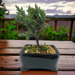 Bonsai Juniper Starter Kit