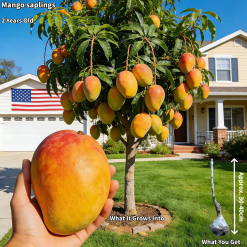Grafted Dwarf Mango Sapling