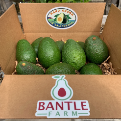 Hass Avocado Bulk Pack