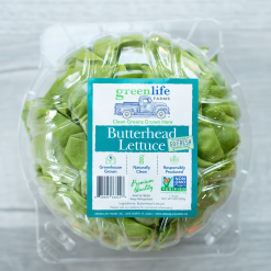 Hydroponic Butter Lettuce