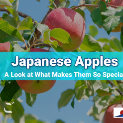 Japanese Fuji Apples