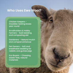 Natural Sheep’s Wool