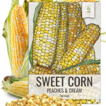 Non-GMO Hybrid Corn Seeds