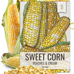 Non-GMO Hybrid Corn Seeds