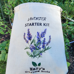 Perennial Lavender Starter